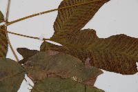 細柄雙蓋蕨藏品圖，第3張