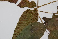 細柄雙蓋蕨藏品圖，第4張