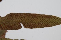 細柄雙蓋蕨藏品圖，第5張