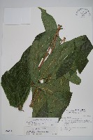 大羽葉新月蕨藏品圖，第1張