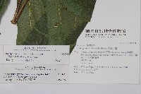 大羽葉新月蕨藏品圖，第2張