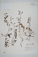 抱樹蕨、伏石蕨藏品圖，第1張