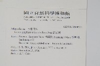 抱樹蕨、伏石蕨藏品圖，第2張