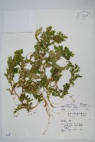 登錄號:P004286藏品圖，第1張