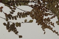 扇葉鐵線蕨藏品圖，第3張