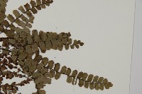 扇葉鐵線蕨藏品圖，第4張