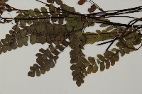 扇葉鐵線蕨藏品圖，第5張