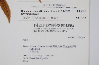 史氏鱗毛蕨藏品圖，第2張