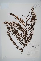 瓶蕨藏品圖，第1張