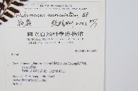 瓶蕨藏品圖，第2張