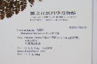 稀子蕨藏品圖，第2張