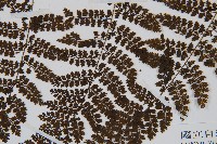 稀子蕨藏品圖，第3張