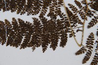 稀子蕨藏品圖，第4張