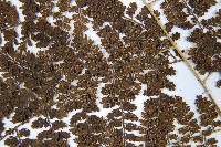 稀子蕨藏品圖，第5張