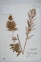 耳形瘤足蕨藏品圖，第1張