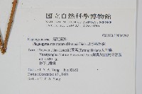 耳形瘤足蕨藏品圖，第2張