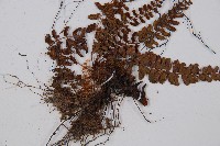 紅苞蹄蓋蕨藏品圖，第3張