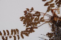 紅苞蹄蓋蕨藏品圖，第4張