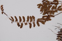 紅苞蹄蓋蕨藏品圖，第5張