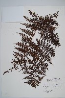 魚鱗蕨藏品圖，第1張