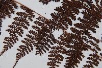 魚鱗蕨藏品圖，第4張