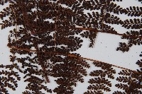 魚鱗蕨藏品圖，第5張