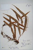 肢節蕨藏品圖，第1張