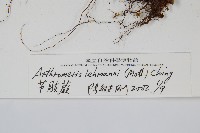 肢節蕨藏品圖，第2張