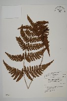 愛德氏肋毛蕨藏品圖，第1張