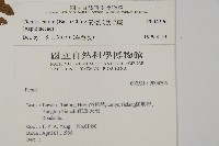 愛德氏肋毛蕨藏品圖，第2張