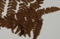 愛德氏肋毛蕨藏品圖，第3張