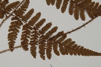 愛德氏肋毛蕨藏品圖，第5張