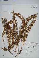 攀緣陵齒蕨、攀緣鱗始蕨藏品圖，第1張