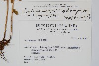 攀緣陵齒蕨、攀緣鱗始蕨藏品圖，第2張