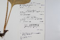 海岸星蕨藏品圖，第2張