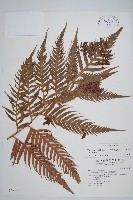 東方狗脊蕨藏品圖，第1張