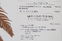 東方狗脊蕨藏品圖，第2張