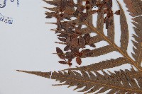 東方狗脊蕨藏品圖，第4張