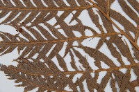 東方狗脊蕨藏品圖，第5張