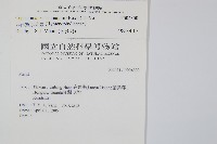 菲律賓厚葉蕨藏品圖，第2張