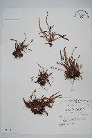 姬書帶蕨藏品圖，第1張