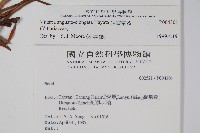 姬書帶蕨藏品圖，第2張