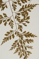 大黑柄鐵角蕨、黃鱗鐵角蕨、大羽鐵角蕨藏品圖，第5張