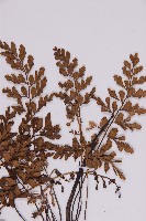 大黑柄鐵角蕨、黃鱗鐵角蕨、大羽鐵角蕨藏品圖，第3張