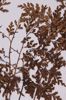 大黑柄鐵角蕨、黃鱗鐵角蕨、大羽鐵角蕨藏品圖，第4張