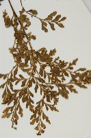 大黑柄鐵角蕨、黃鱗鐵角蕨、大羽鐵角蕨藏品圖，第5張