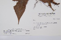 尾葉實蕨藏品圖，第2張