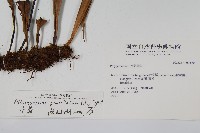 星蕨藏品圖，第2張