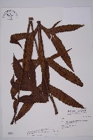 翅柄三叉蕨藏品圖，第1張