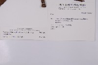 翅柄三叉蕨藏品圖，第2張